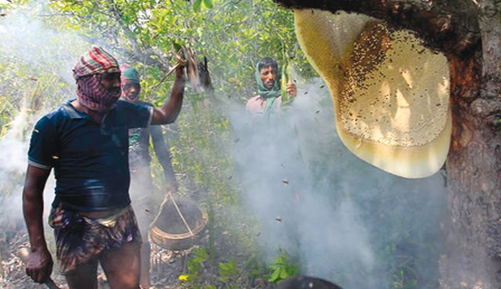 সুন্দরবনের মধু