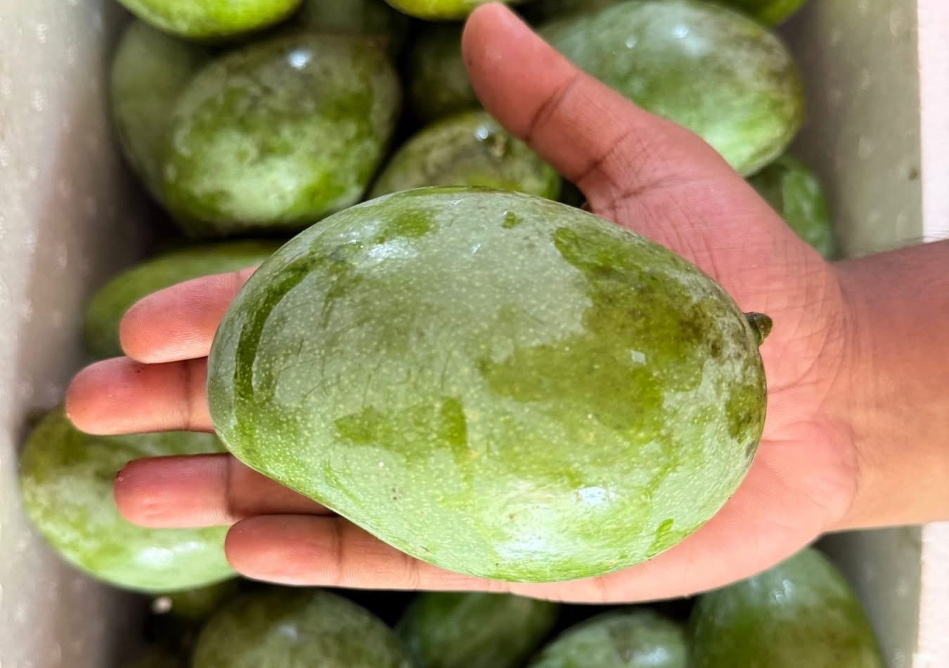 মৌসুমি ফল